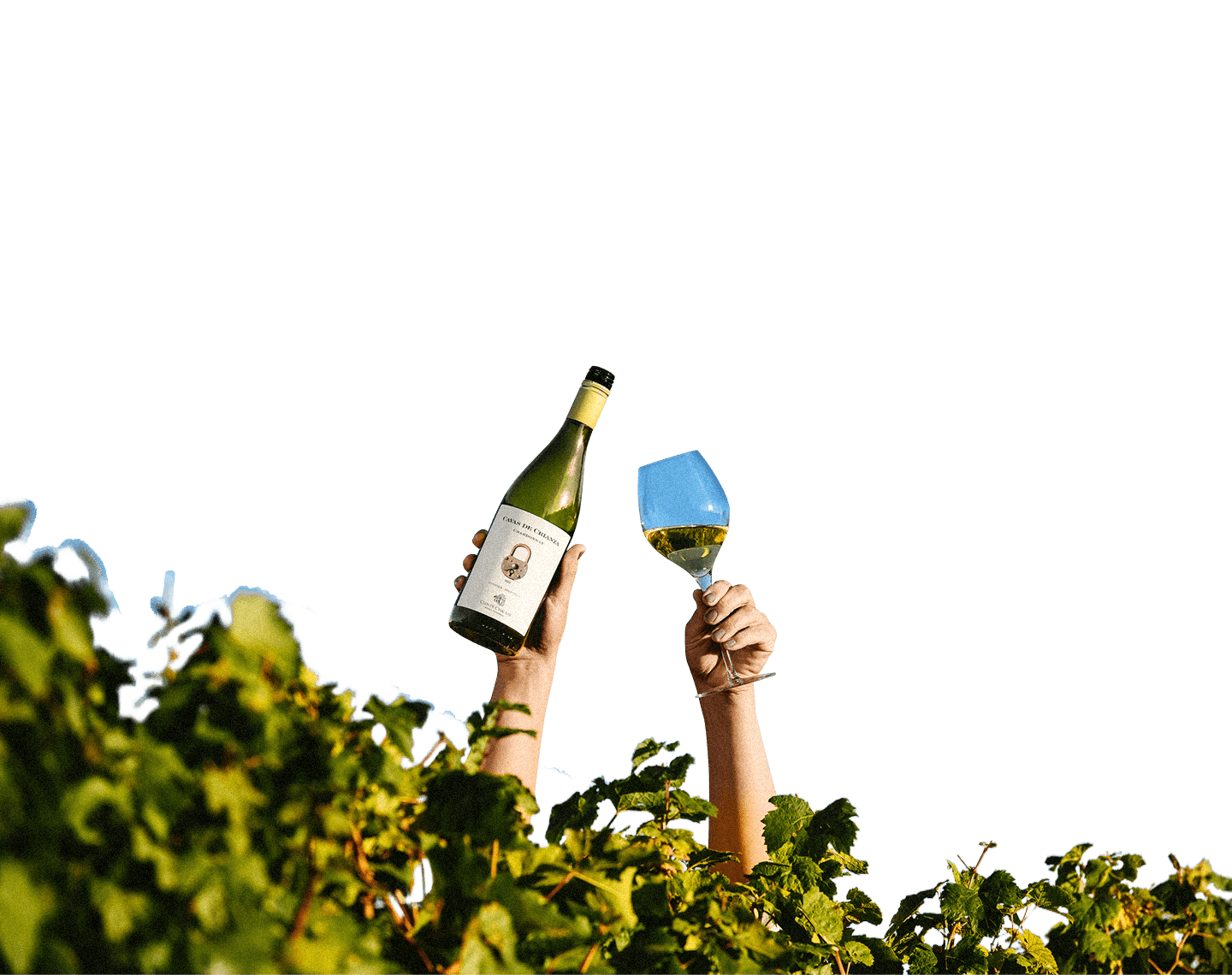 Botella de vino y copas de vino entre plantas
